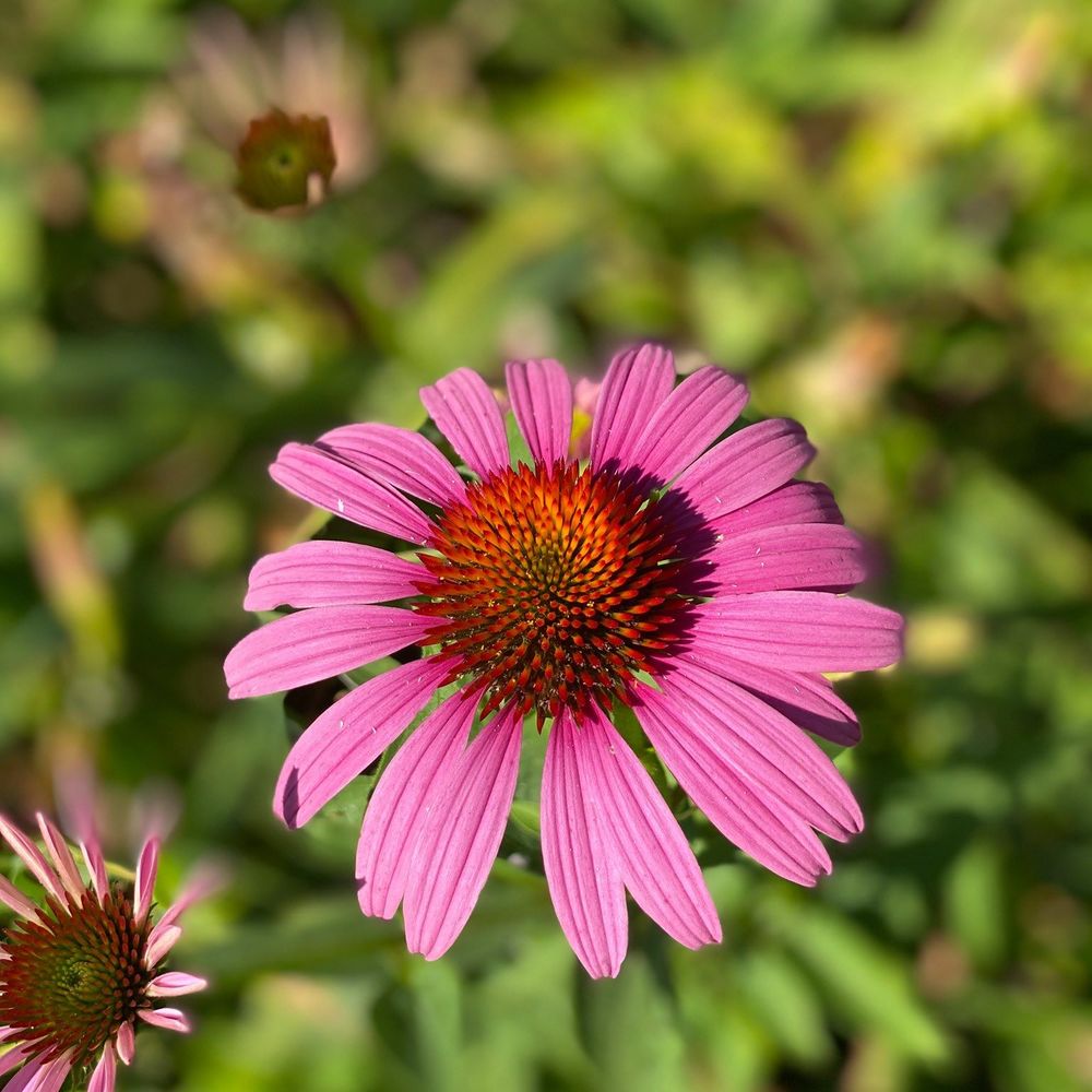 Meet your Posher, Jenn